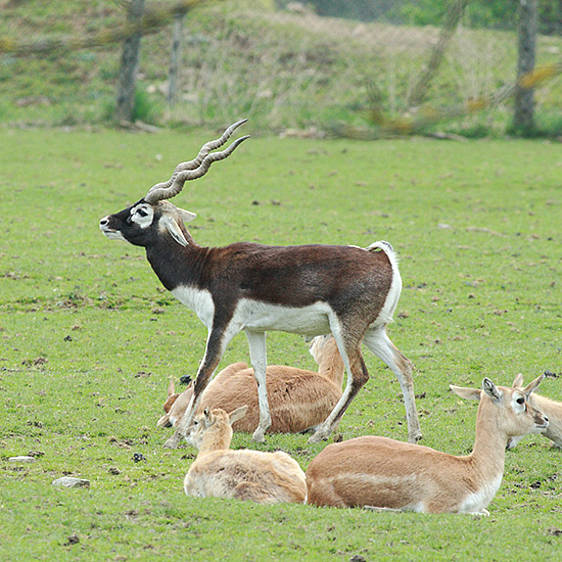 Hirschziegen-Antilope