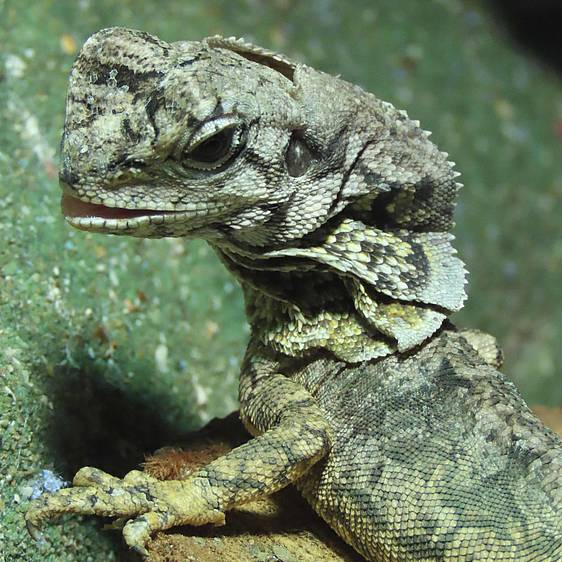 Kragenechse der Tierwelt Herberstein in der Oststeiermark