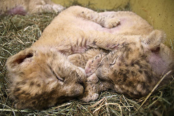 Löwenbabys kuscheln in der Tierwelt Herberstein