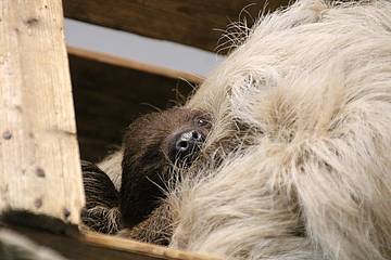 Faultier Baby in der Tierwelt Herberstein