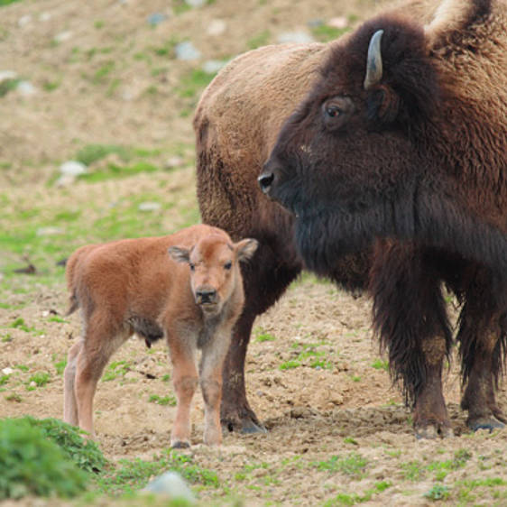 Bison