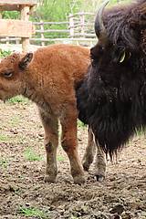 Bisonkalb in der Tierwelt Herberstein