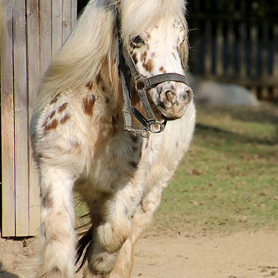 Mini-Appaloosa