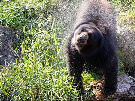 Tiere erzählen im Blog der Tierwelt Herberstein