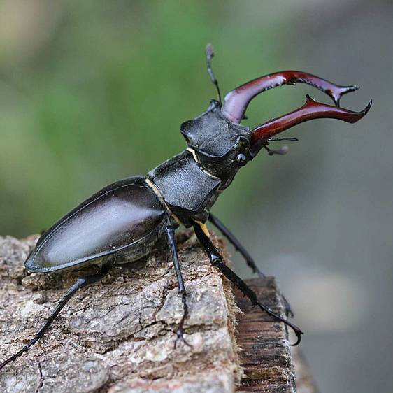 Hirschkäfer in der Tierwelt Herberstein (c) Erwin Holzer
