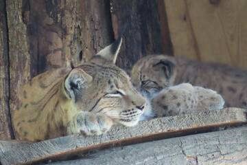 Luchs-Nachwuchs in der Tierwelt Herberstein.