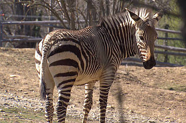 Zebra in der Tierwelt Herberstein
