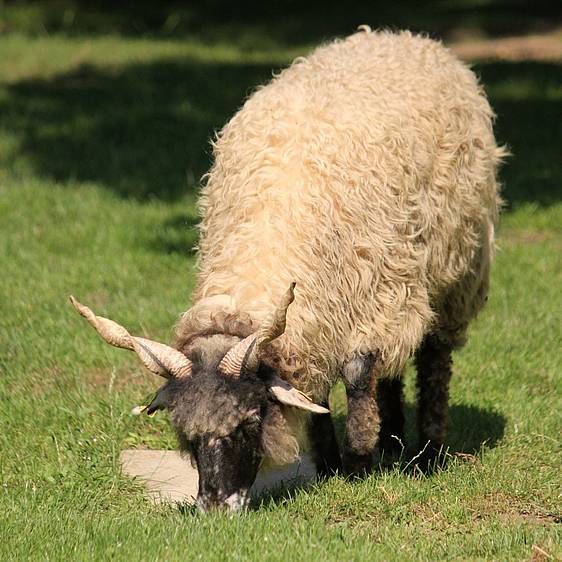 Ungarisches Zackelschaf