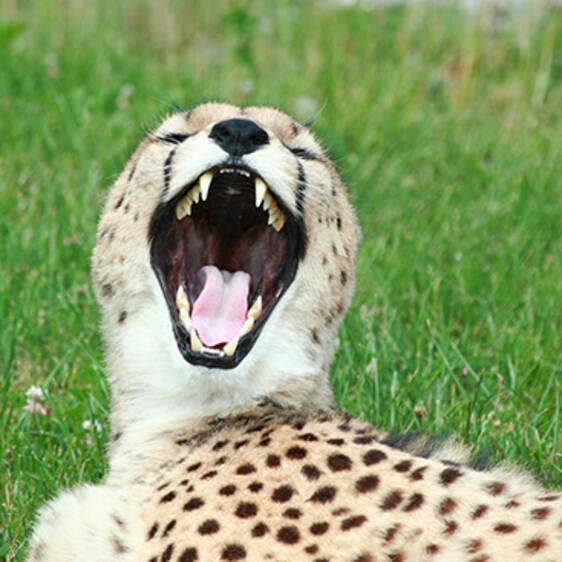 Gepard im Tierpark in der Steiermark