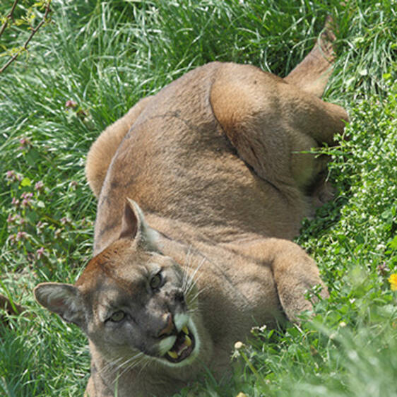 Puma im Tierpark in der Steiermark
