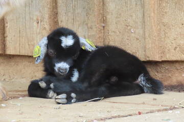 Tierbabys in der Steiermark