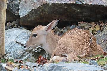 Elenantilope Baby in der Tierwelt Herberstein