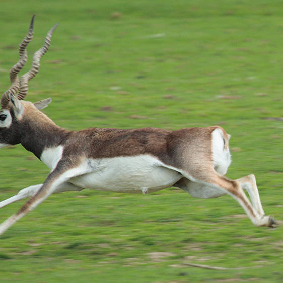 Hirschziegen-Antilope