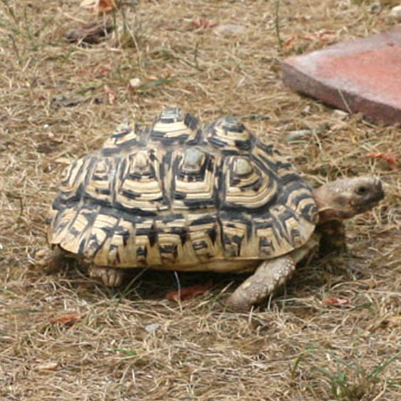 Pantherschildkröte