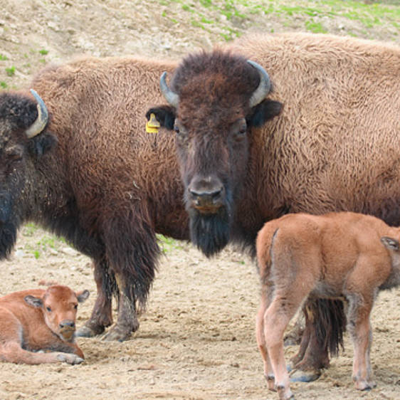 Bison der Tierwelt Herberstein