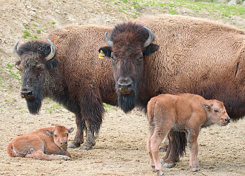 Bisons in der Tierwelt Herberstein