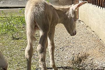 Barockesel in der Tierwelt Herberstein