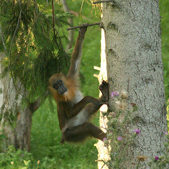 Mandrill