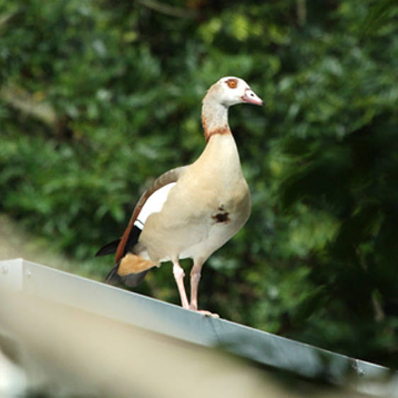 Nilgans