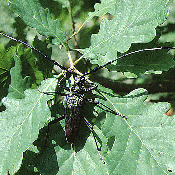 Cerambyx cerdo in der Tierwelt Herberstein