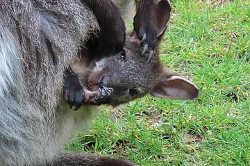 Baby Känguru schaut aus dem Beutel in der Tierwelt Herberstein