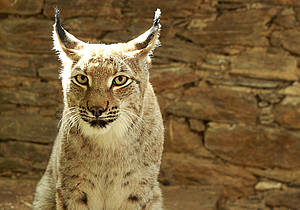 Eurasischer Luchs