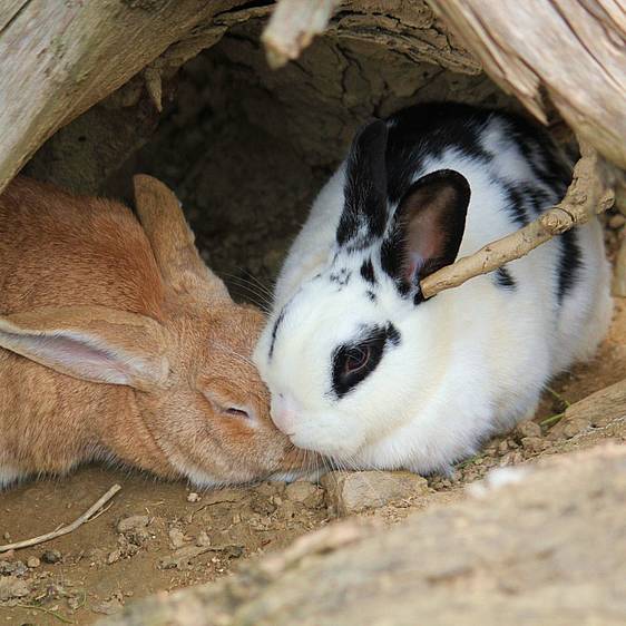 Hauskaninchen