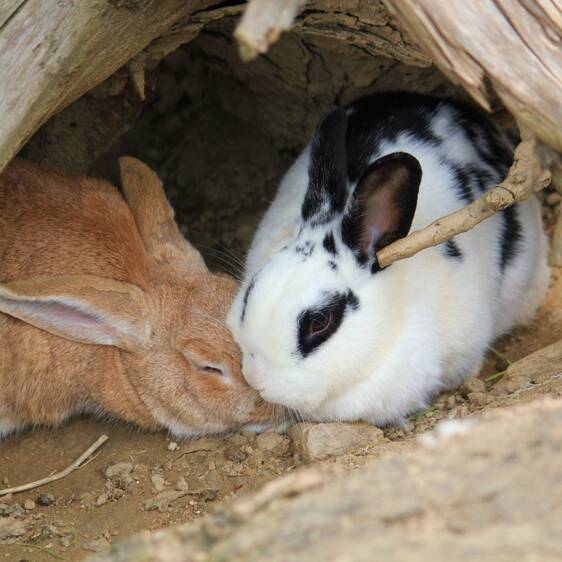 Hauskaninchen im Streichelzoo