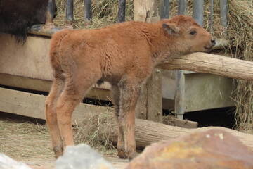 Tierbabys in der Steiermark