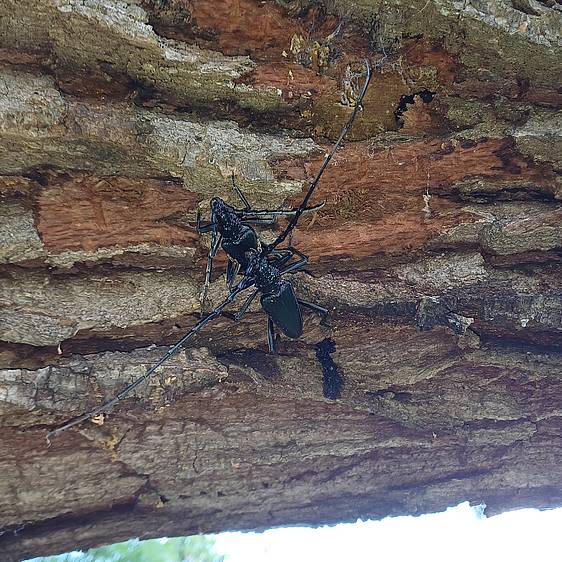 Großer Eichenbock in der Tierwelt Herberstein (c) Lattinger