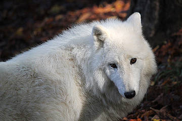 Polarwolf in der Tierwelt Herberstein