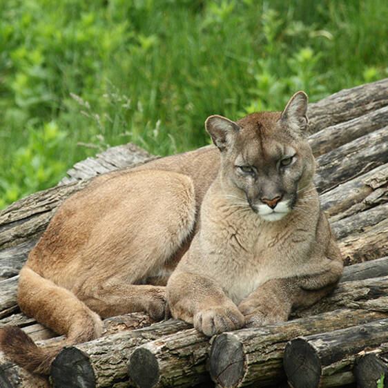 Puma im Tierpark in der Steiermark