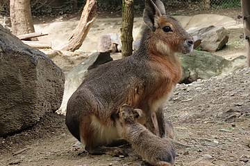 Mara Jungtier in der Tierwelt Herberstein