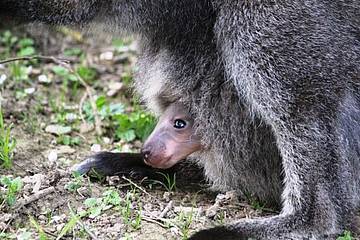 Känguru Jungtier in der Tierwelt Herberstein