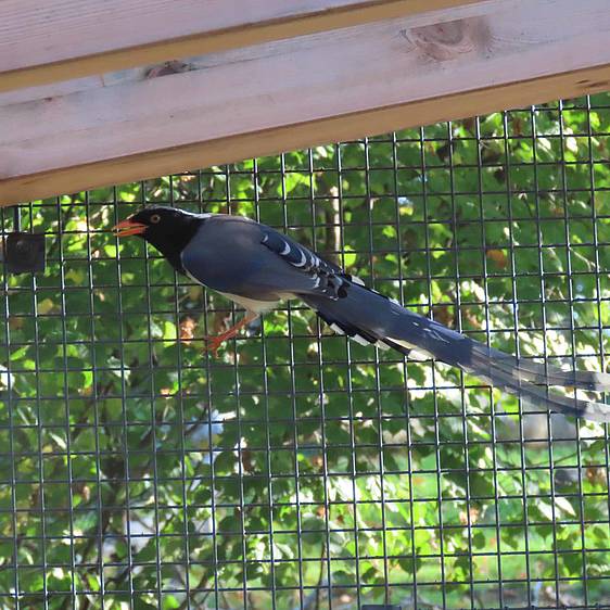 Rotschnabelkitta in der Tierwelt Herberstein