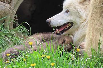 Wolfbaby bei der Mutter in der Tierwelt Herberstein