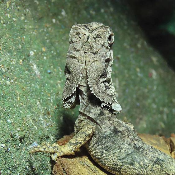 Hinterkopf einer Kragenechse in der Tierwelt Herberstein