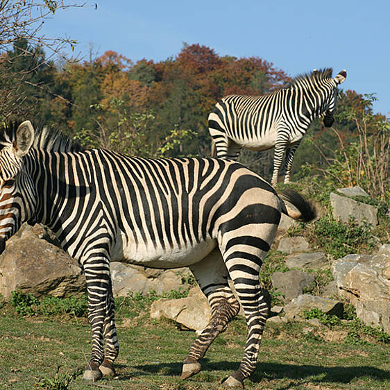 Hartmann Bergzebra