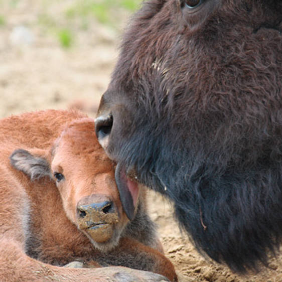 Bison