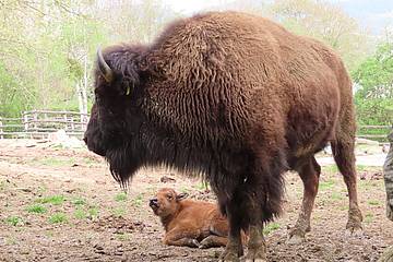 Bisonkalb in der Tierwelt Herberstein