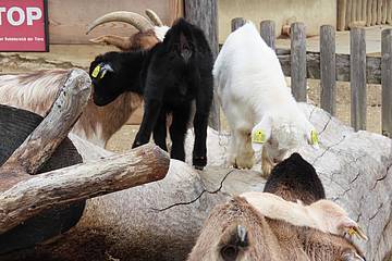 Zwergziegenbabies erklimmen Baumstamm in der Tierwelt Herberstein