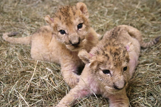 Verspielte Löwenkinder in der Tierwelt Herberstein