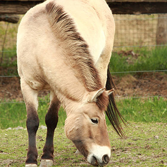 Przewalski-Wildpferd