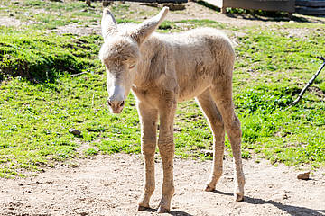 Weißer Barockesel Tierbaby in der Tierwelt Herberstein