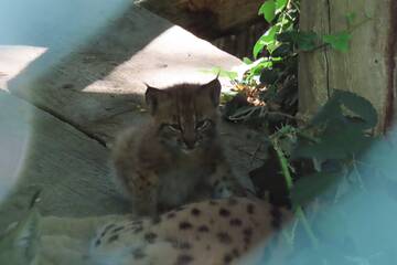 Luchs-Nachwuchs in der Tierwelt Herberstein.