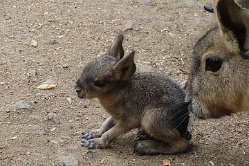 Mara Jungtier in der Tierwelt Herberstein