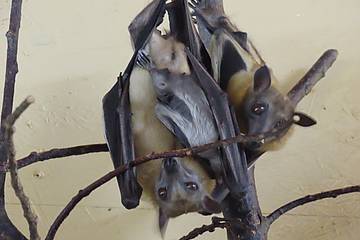 Nachwuchs bei den Palmenflughunden in der Tierwelt Herberstein