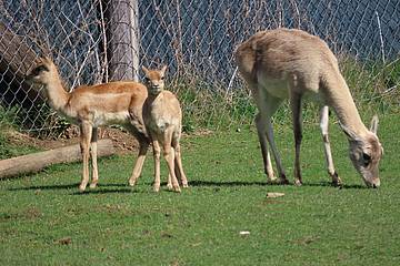 Hirschziegenantilope in der Tierwelt Herberstein