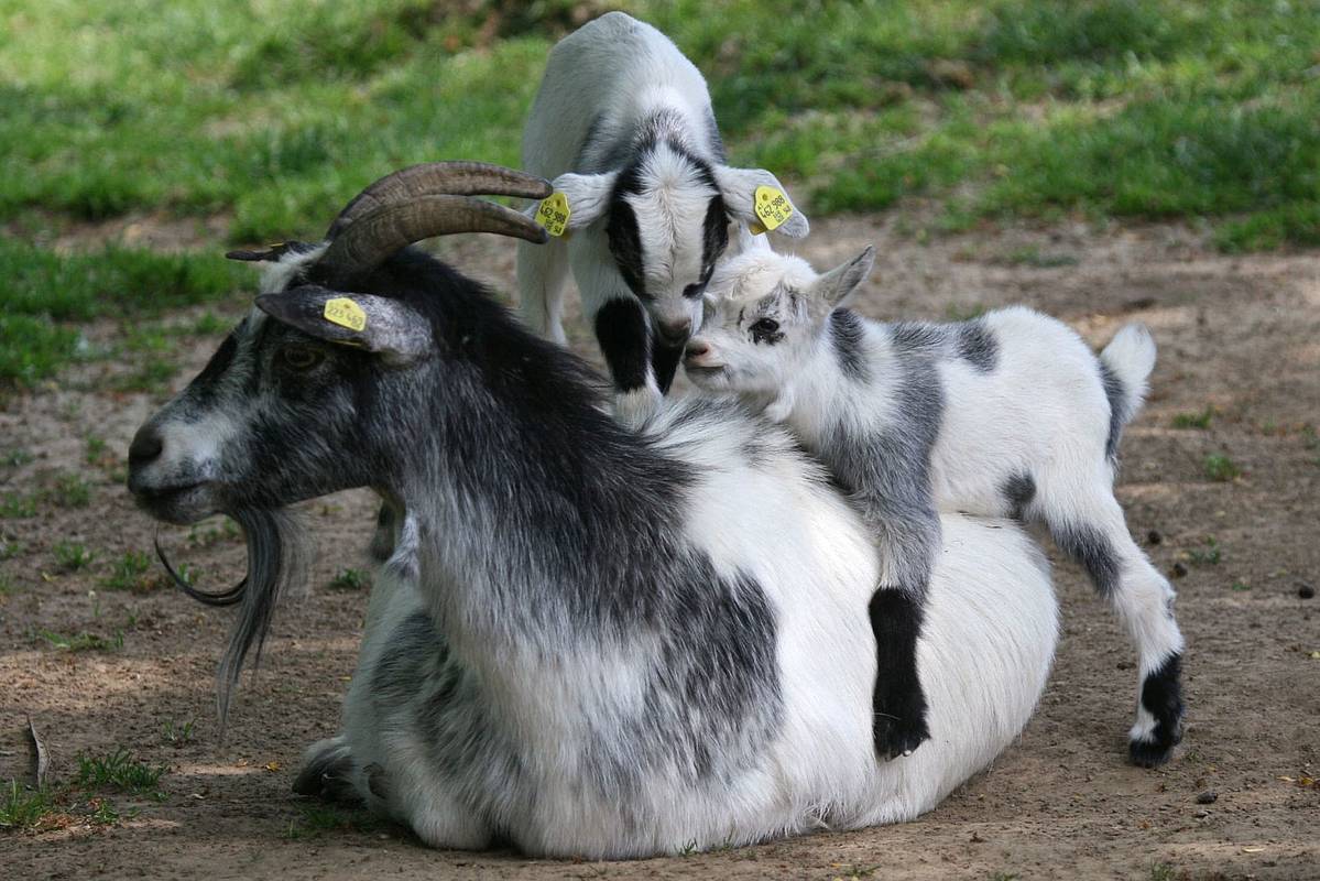 Tierwelt Herberstein / Zwergziege im Streichelzoo