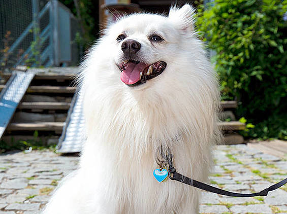 Hunde fühlen sich wohl in der Tierwelt Herberstein